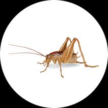 How To Get Rid Of Cave Crickets | Spider Cricket Facts