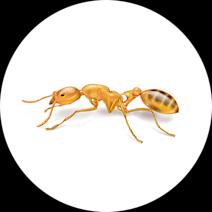 Pharaoh Ants