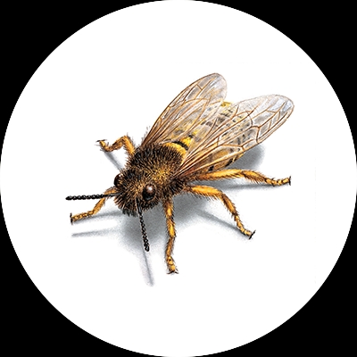 Bee illustration