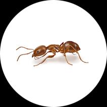 How to Identify Argentine Ants | Ant Facts 