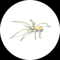 Yellow Sac Spiders