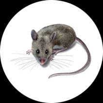 Mouse Exterminator - How To Identify & Get Rid Of Mice