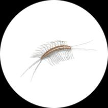 Centipede/Millipede