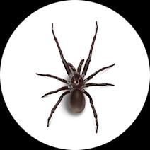 Southern House Spiders