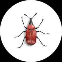 Rose Weevils