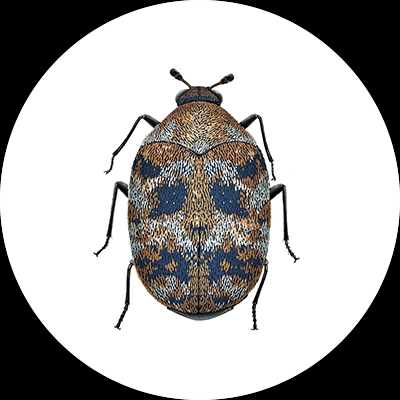 Carpet beetle illustration