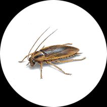 Roach