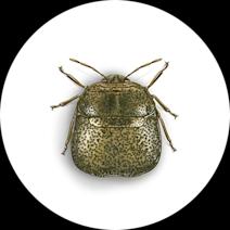 Kudzu Bugs Exterminator - How To Identify & Get Rid Of Kudzu Bugs