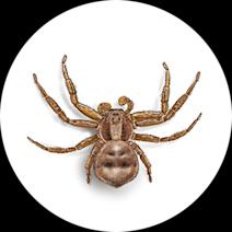 Crab Spiders