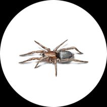 Ground Spiders
