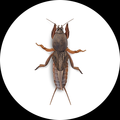 Mole Cricket Illustration