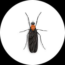 How to Identify & Get Rid of Love Bugs