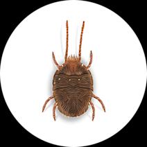 Clover Mites