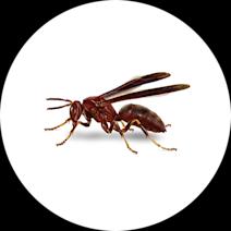 How to Identify Paper Wasps | Get Rid of Wasps