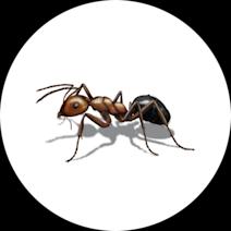 Ant