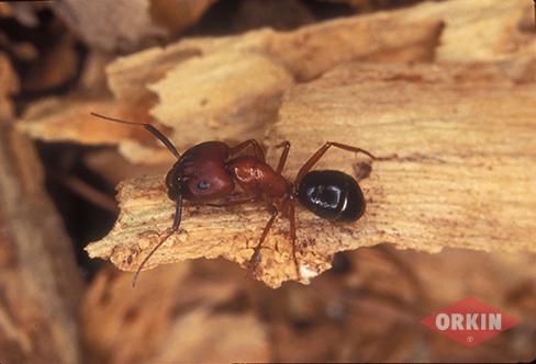carpenter ant red coloration
