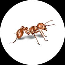 Harvester Ants