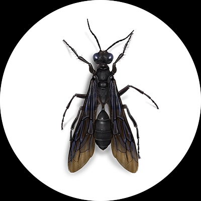 Great black wasp illustration