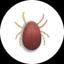 Fowl Ticks