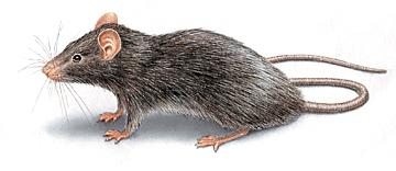 Adult Roof Rat