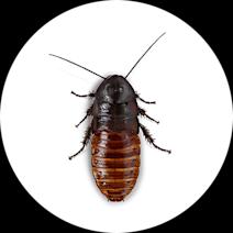 Madagascar Hissing Cockroaches