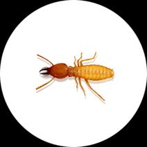 Formosan Termites