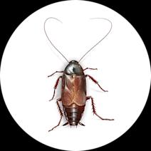 Oriental Cockroaches