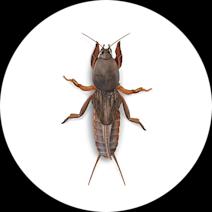 Mole Crickets
