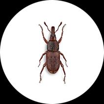 Weevils Exterminator - How To Identify & Get Rid Of Weevils