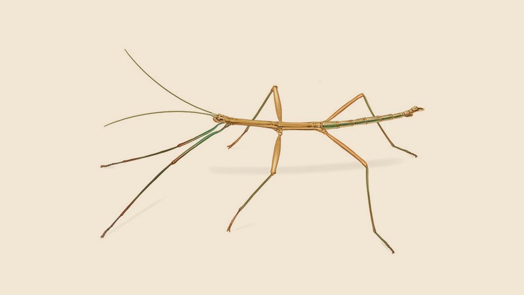 Walking stick bug illustration