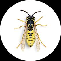 Yellow Jackets Exterminator - How To Identify & Get Rid Of Yellow Jackets