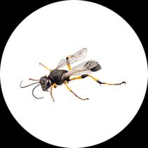 Mud Wasp Facts | How to Get Rid of Mud Daubers