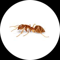 Crazy Ants