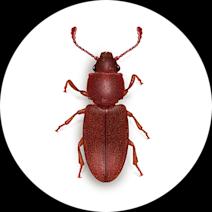 Foreign Grain Beetles