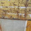 Termite Mud Tubes