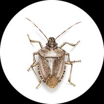 Stink Bugs Exterminator - How To Identify & Get Rid Of Stink Bugs