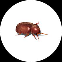 Beetle