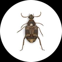 Cowpea Weevils