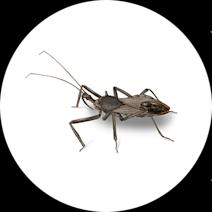 How to Identify Assassin Bugs | Types of Assassin Bugs