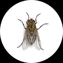 How to Identify Cluster Flies | Get Rid of Cluster Flies