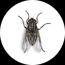 How to Control Face Flies | Remove Face Flies 