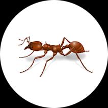 Leafcutter Ants
