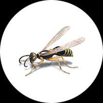 Wasp Exterminator | How To Identify & Get Rid Of Wasps