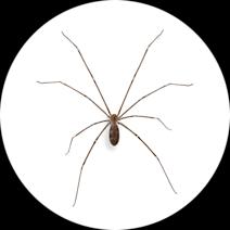 What do Cellar Spiders Look Like? | How to ID Spiders