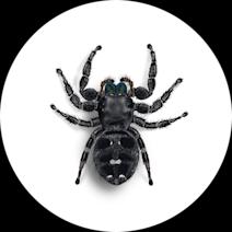 Daring Jumping Spiders