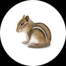 Chipmunk Exterminator | How to Get Rid of Chipmunks