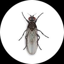 Sphaerocerid Flies