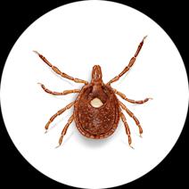 Identifying Lone Star Ticks | Get Rid of Ticks