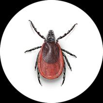 Black-Legged/Deer Tick Identification | How to Remove Ticks