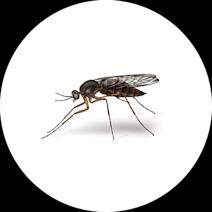 Types of Gnats | Get Rid of Gnats